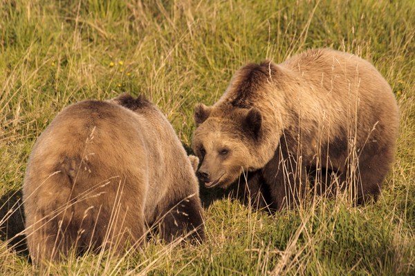 Two Brown Bears meeting