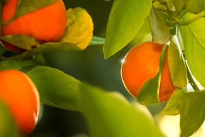 Tangerines on a Tree