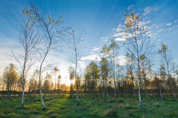 Sunset in young Birch Tree For