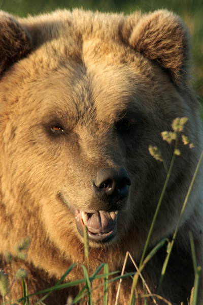 Brown Bear Close Up