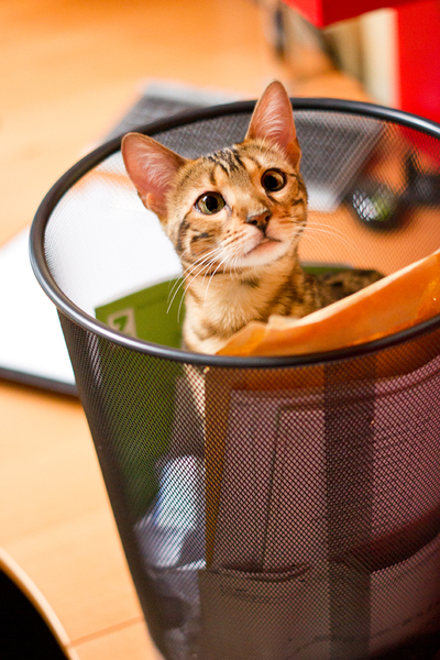 Bengal Cat plying in Recycle B: 