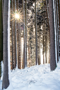Sunburst en la nevada del bosque