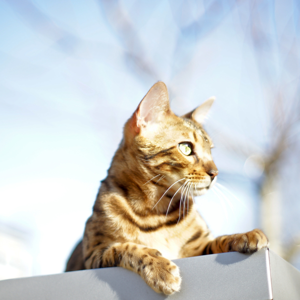 Cat lying in Sun on Roof: 