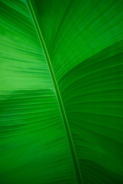 Banana Leaf - underneath