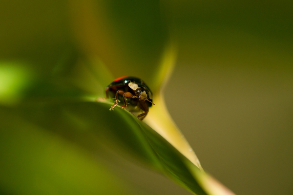Dynamic Ladybug on Bamboo Leav