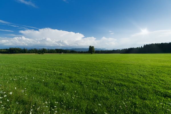 Green Field Landschaft: 