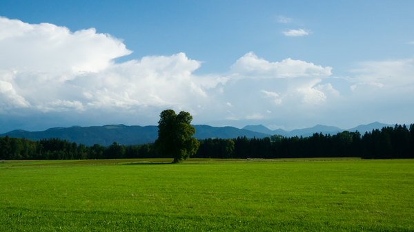Green Field Landscape with sin: Green Field Landscape with single Tree, Forest and Mountains in the Background
