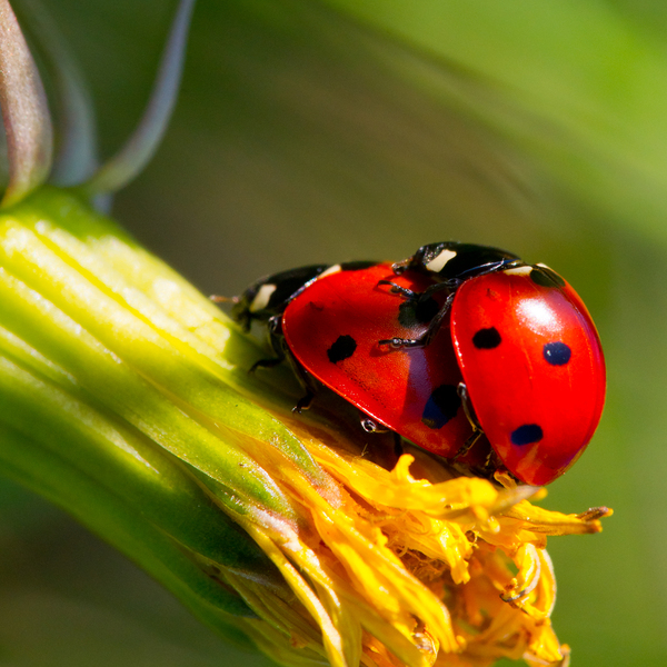 Ladybug Love: SONY DSC