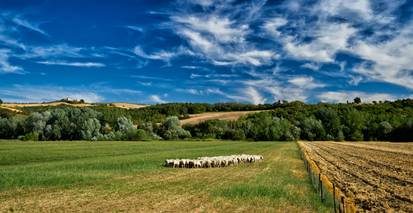 Tuscany Landscape: Field Landscape with Sheeps in Tuscany, Italy. Hills with Farmhouse in the Background.