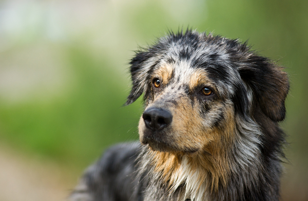 Puppy - Australian Shepherd: 