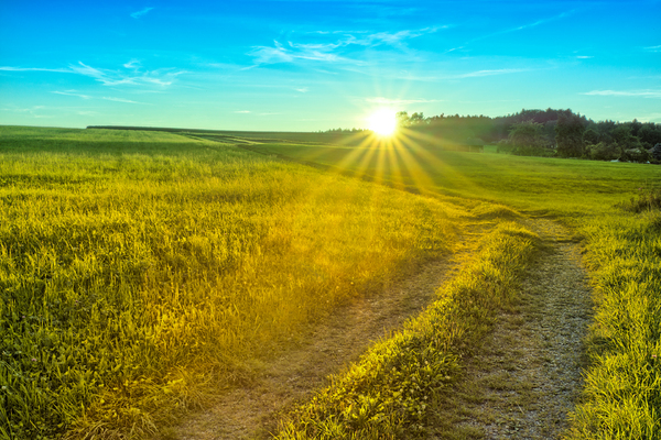 Golden Summer Meadows - Sunset: Path leading through Meadows on smooth Hills (Adobe RGB)