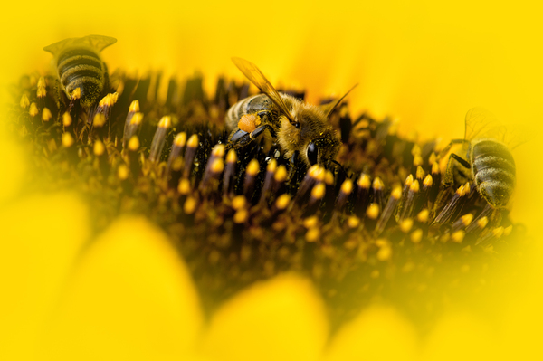 Three Bees on Sunflower
