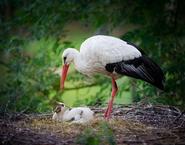 Storck alimentar a su polluelo: 