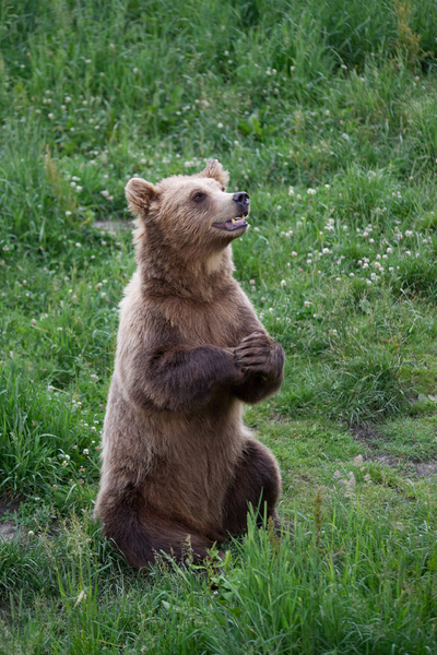 Brown Bear begging for Food