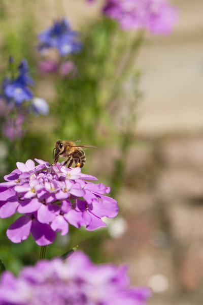 Bee on Iberis Flower