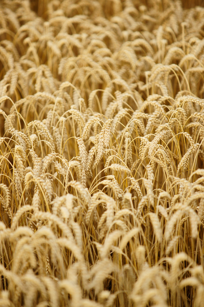 Ripe Wheat: Close Up of Ripe Wheat Field