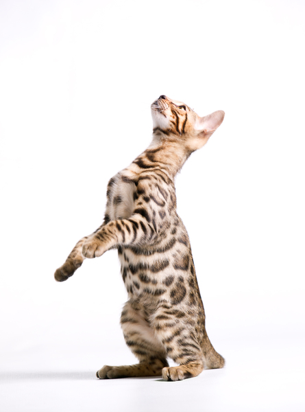 Gato de Bengala Gatito mirando hacia arriba: 