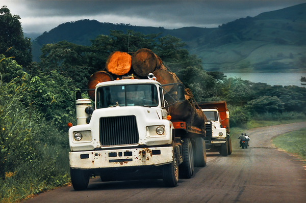 Trucks transporting Mahogany T