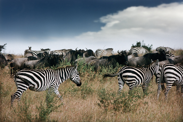 Wildebeest and Zebras in the M