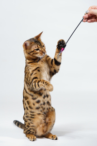 Bengal Cat playing: Bengal Cat playing with Stick, on white Background