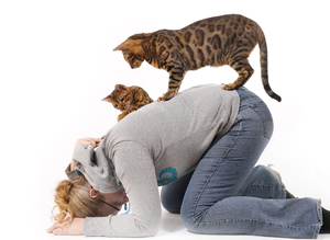 Woman playing with Bengal Cats