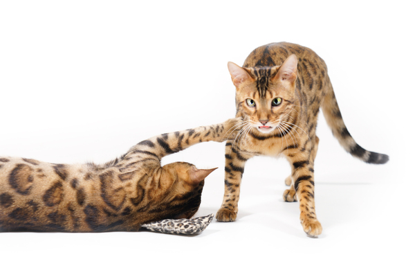 Bengal Cats playing: Bengal Cat lying on very small Pillow, reaching out for other Bengal Cat passing by. Scared looking. On white Background