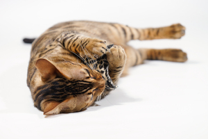 Bengal Cat cuddling with small: Bengal Cat with very small Cuddle Pillow on white Background