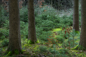 Natuurlijke Bos in de Winter: 
