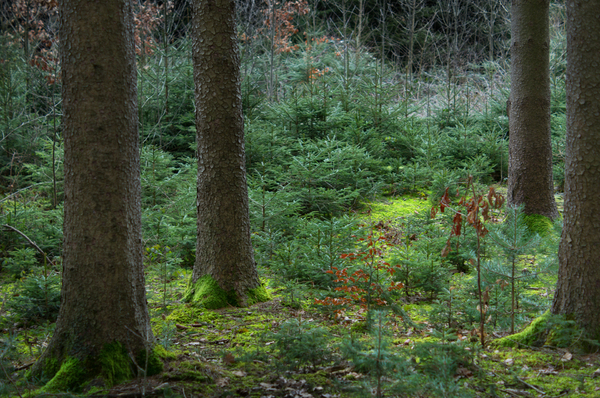 Natuurlijke Bos in de Winter: 