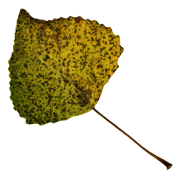 Leaf 31