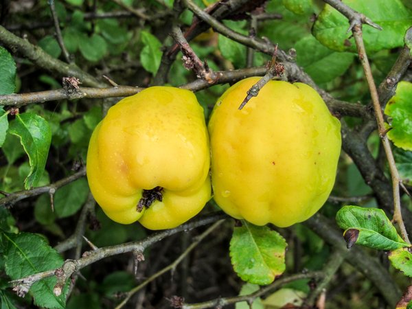 quince - chaenomeles 2