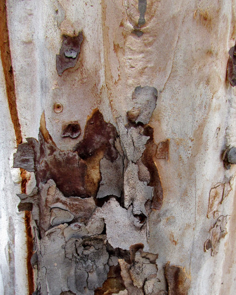 peeling bark textures2