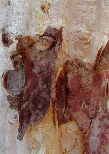 peeling bark textures3