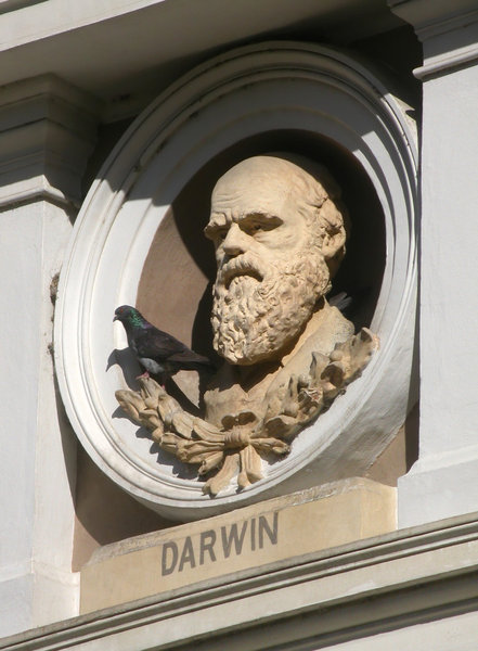 Darwin bust