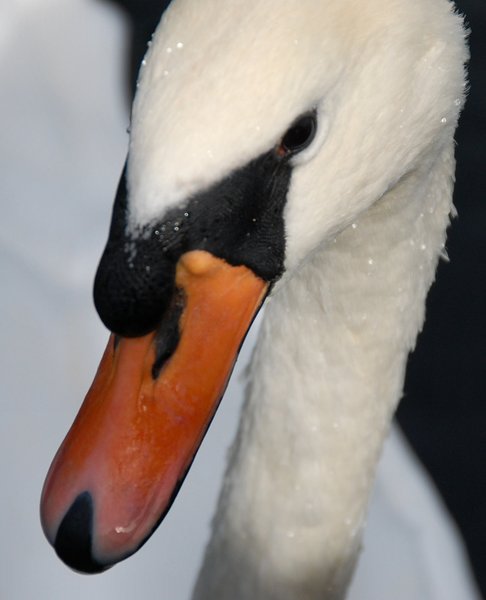 Mute swan closeup