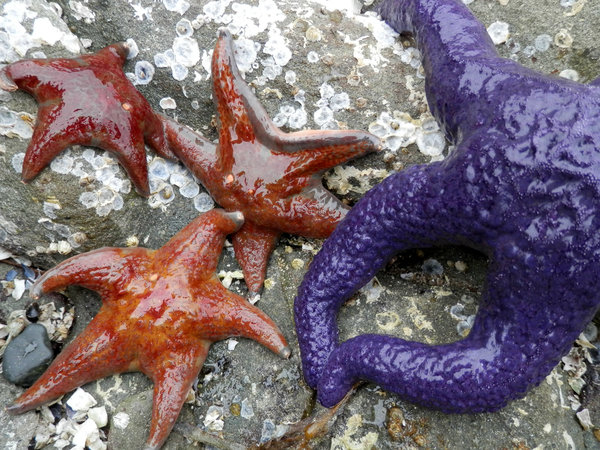 purple and gold starfish