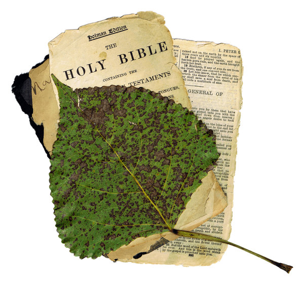 Bible & Leaf