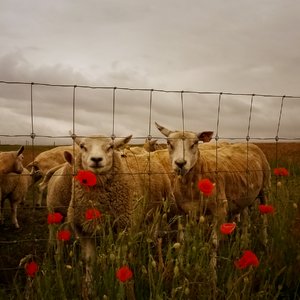 Lambs: no description
