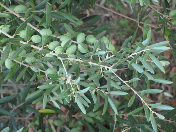 Olives.