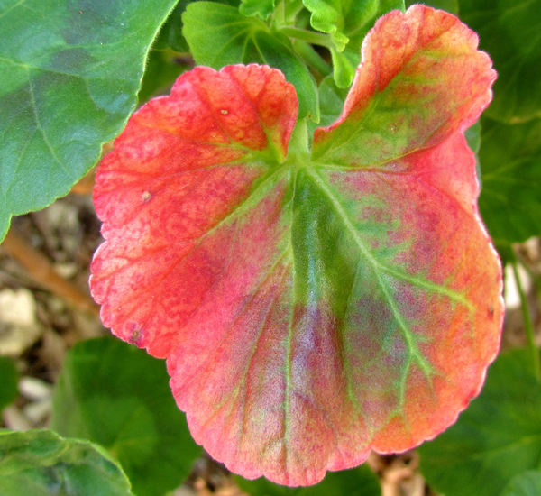 blushing geranium1
