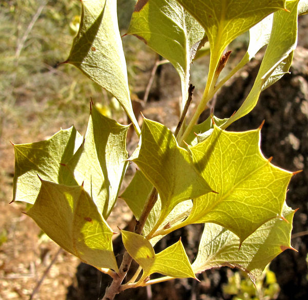 spiked leaves