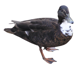 Duck: A duck
