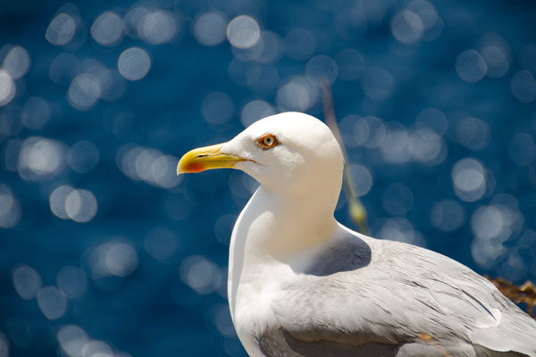 Seagull in Sardinia