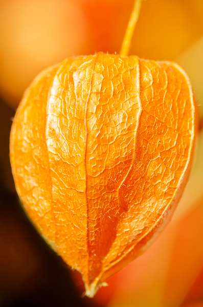 Orange lantern plant