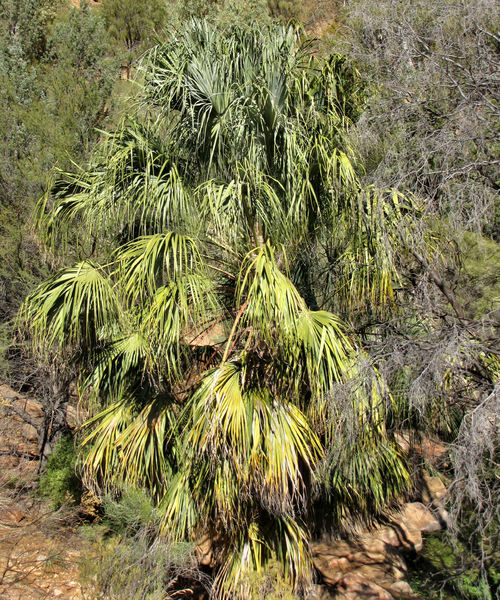 native palm1