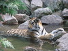 Tiger in a stream