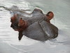 hippopotame se refroidissant