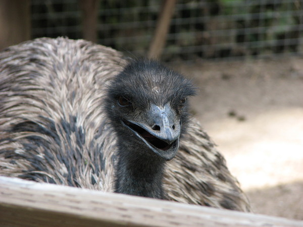 Emu Closeup