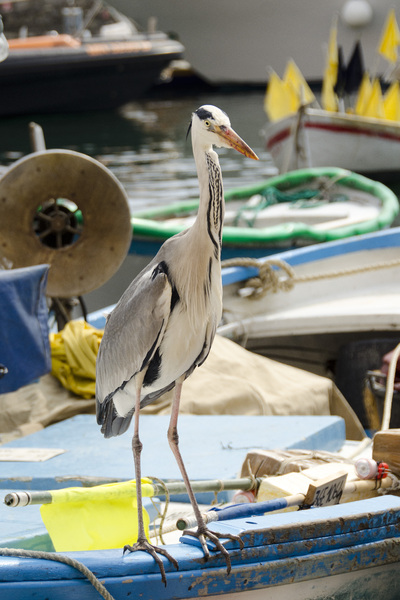 Heron in the harbor of Camogli