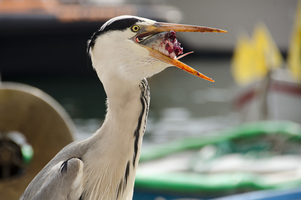 Heron with his meal